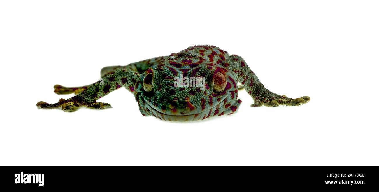 Close up smile gecko on white background Stock Photo