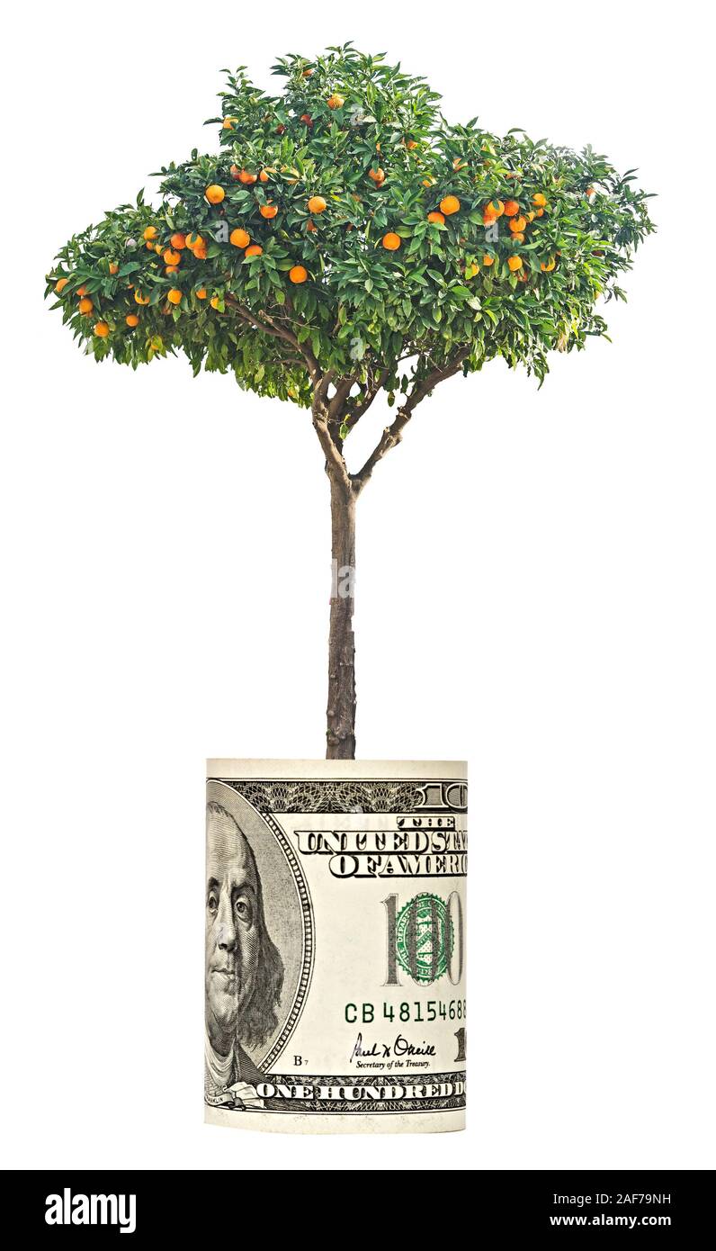 tangerine tree growing from euro bill Stock Photo Alamy
