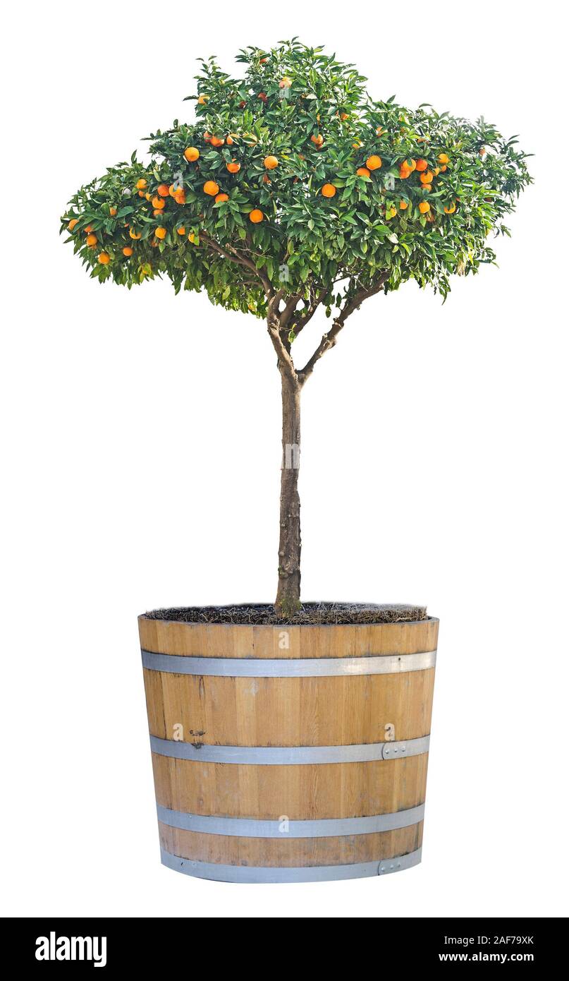 citrus tree in pot Stock Photo Alamy
