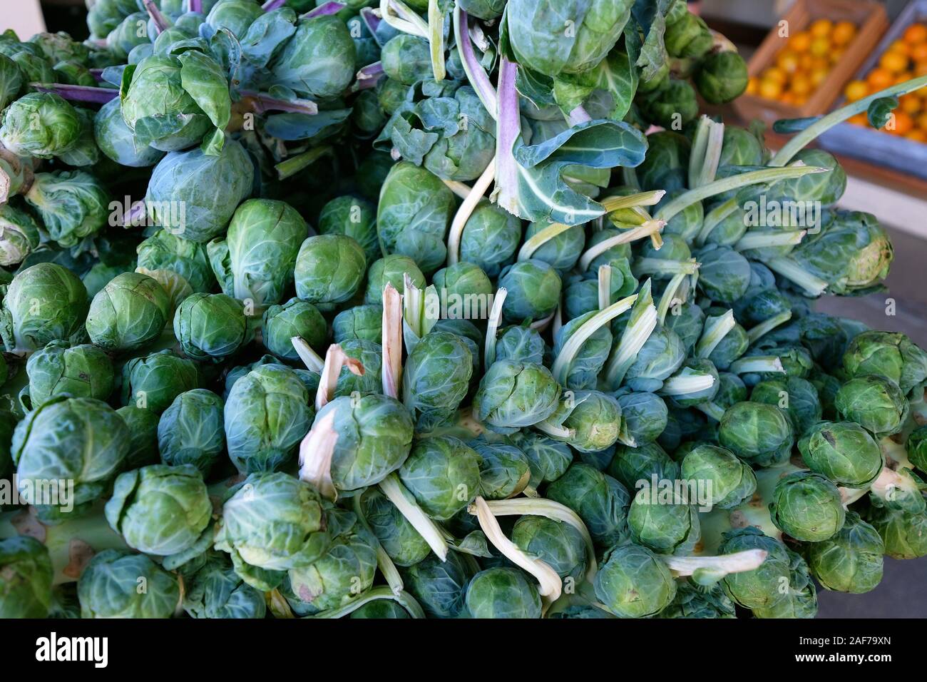 Brussels sprouts, Moss Landing, California, USA Stock Photo Alamy