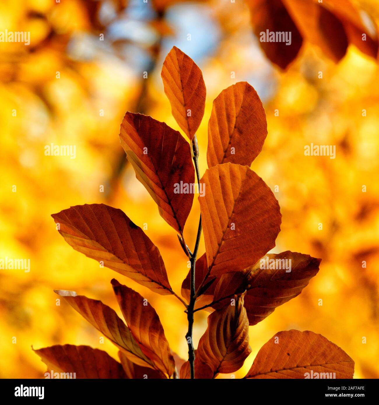 reddish brown autumn leaves of a beech tree in front of a blurred background Stock Photo