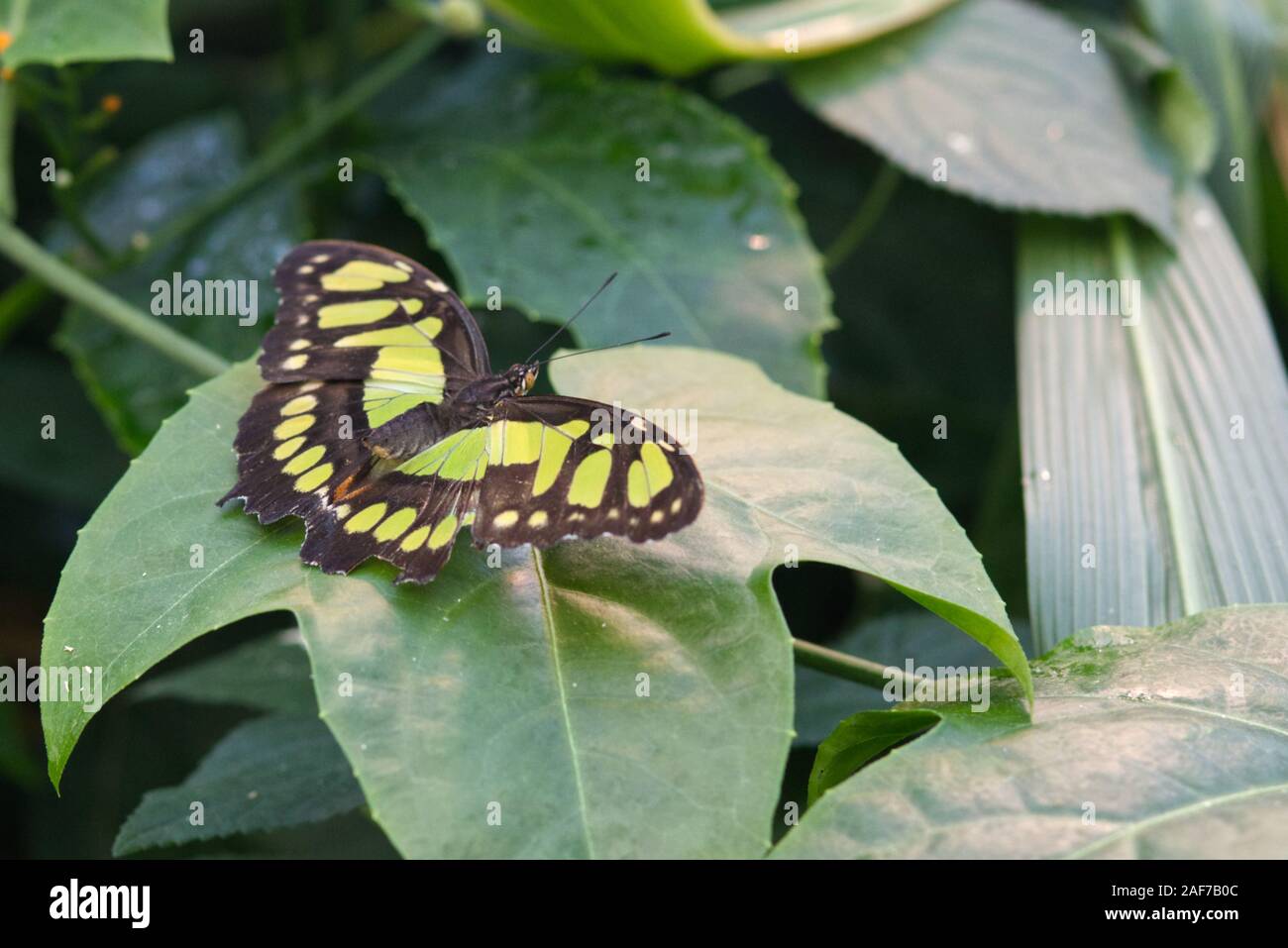 Malachite Butterfly, Siproeta stelenes Stock Photo