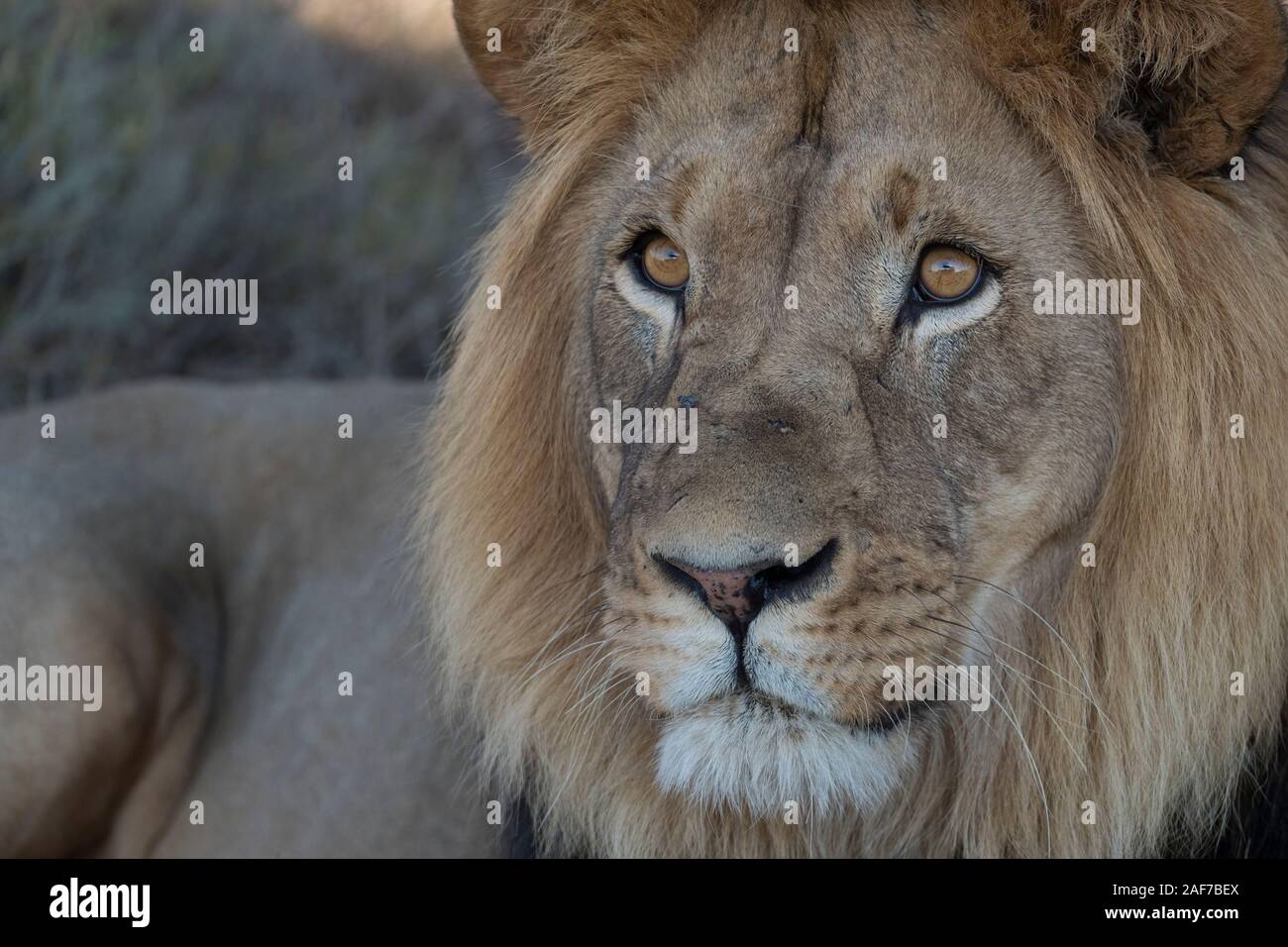That look Stock Photo