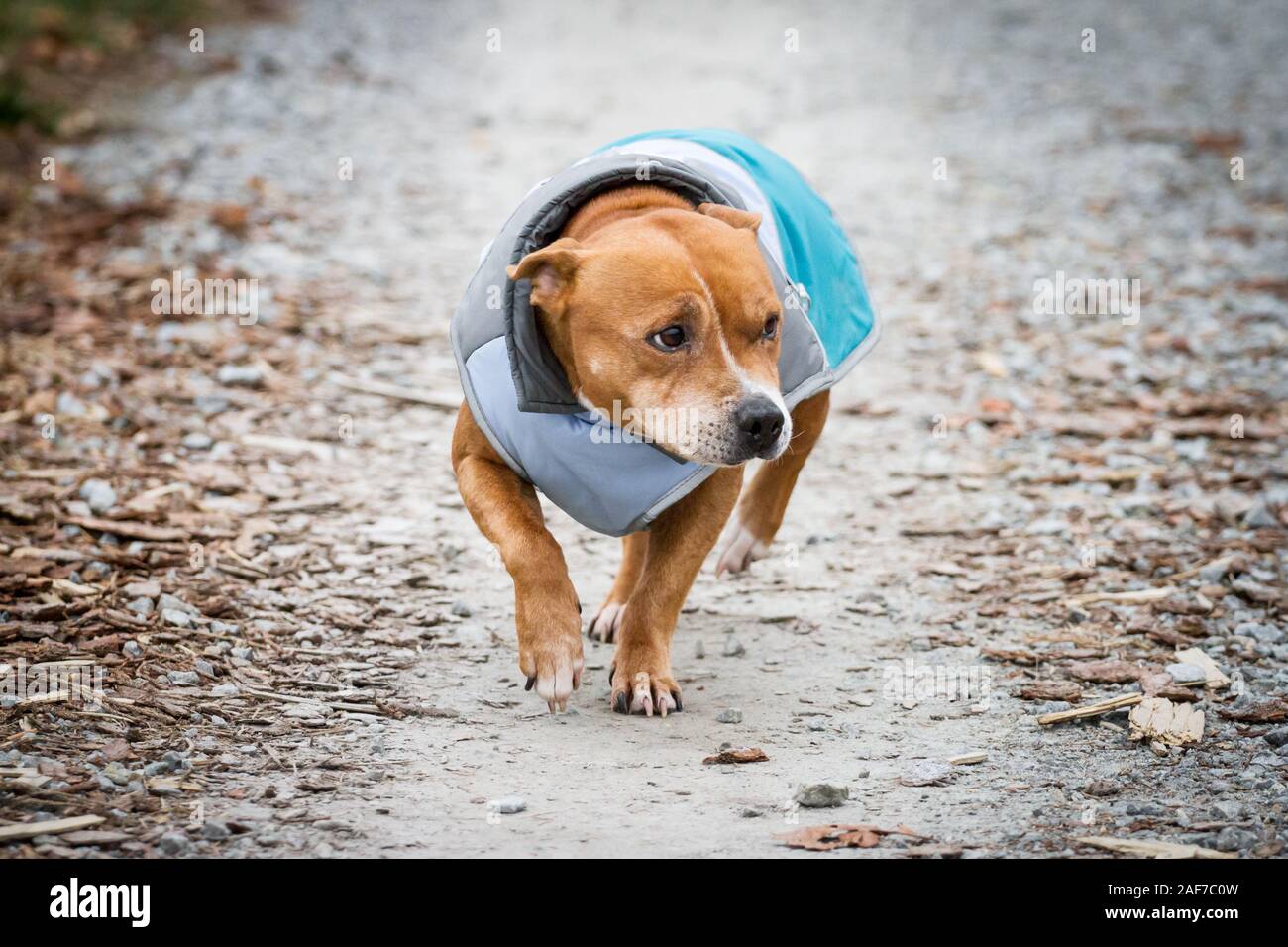 Staffordshire Bull Terrier wearing a coat Stock Photo