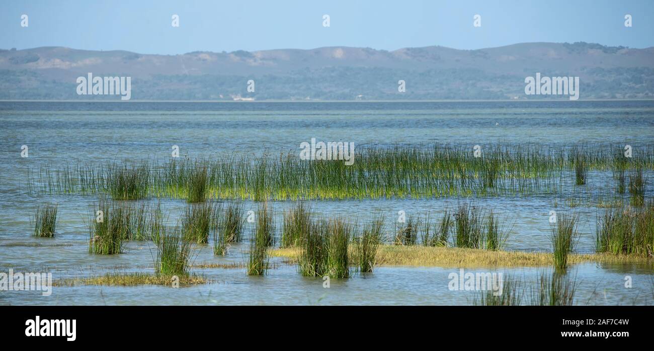 Reeds in the shallows of Charters Creek, Lake St Lucia, KZN Stock Photo