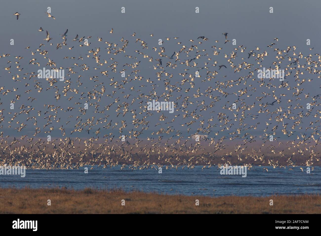 Thousands of Knots Calidris canutus take to the sky in a spectacular display as the morning tide drives them off their sandbanks in Norfolk U.K. Stock Photo