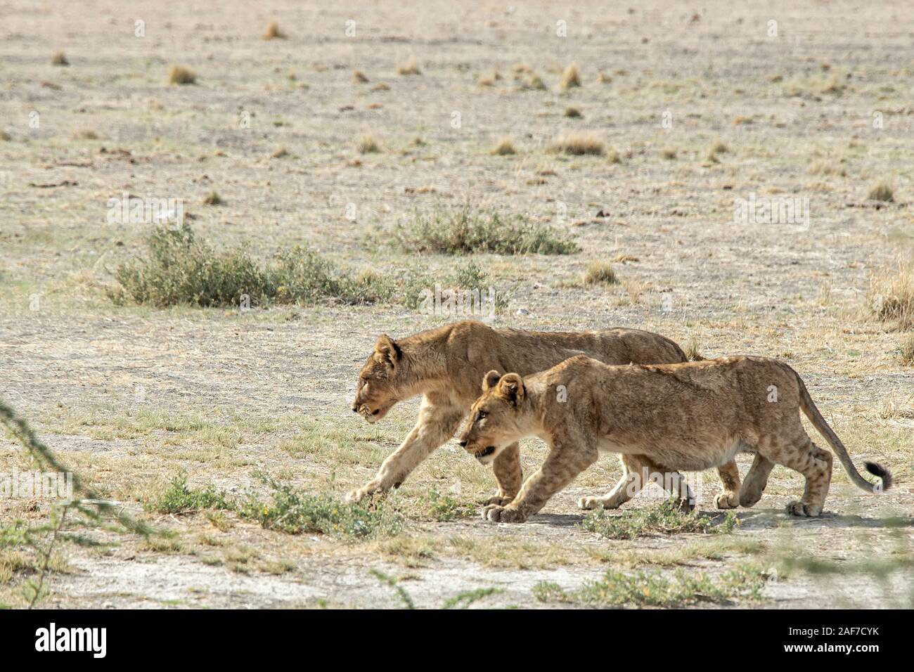 Two Lionesses prowling together the plains at Nebrownii in Etosha Stock Photo