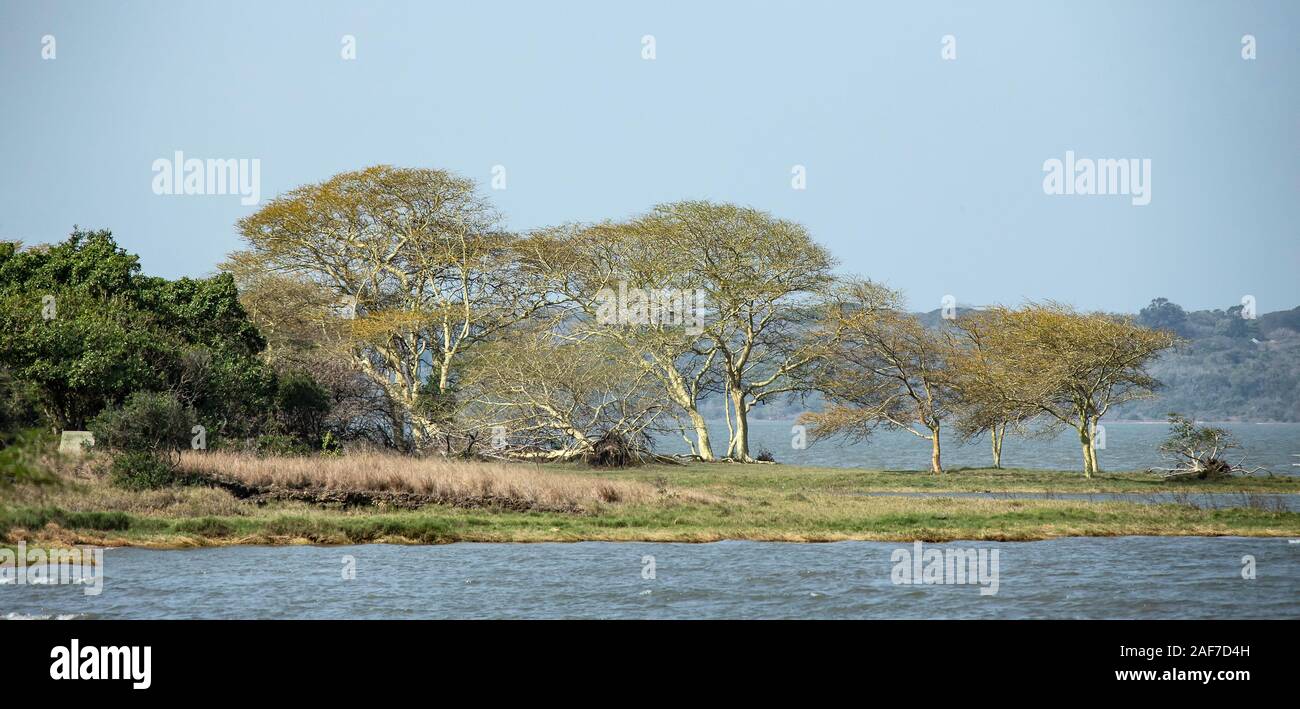 Fever Trees (Acacia Xanthophloea) and mangroves on headland at False Bay in the iSimangaliso Wetland Park, World Heritage Site, Kwa Zulu Natal Stock Photo