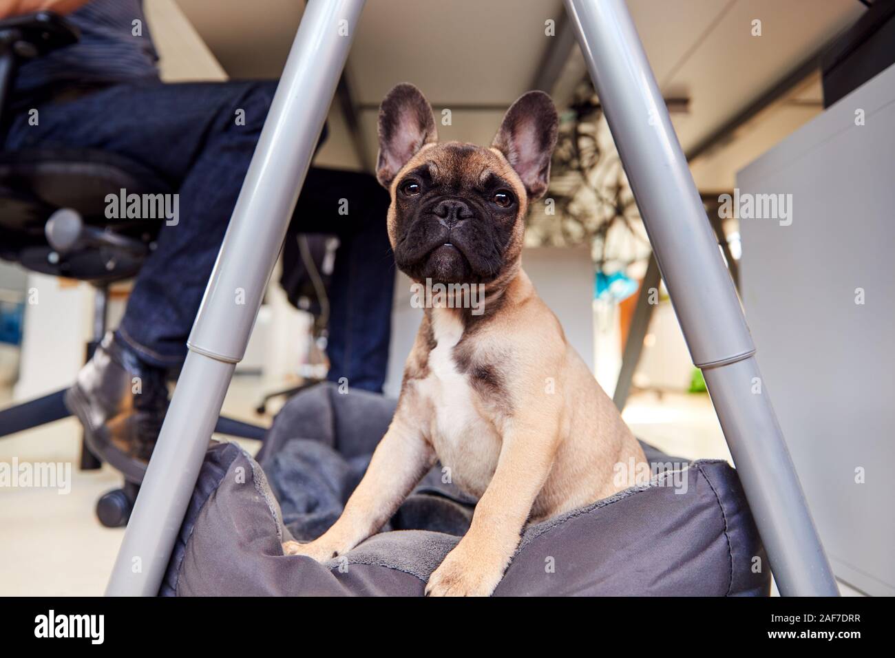 Dog under desk hires stock photography and images Alamy