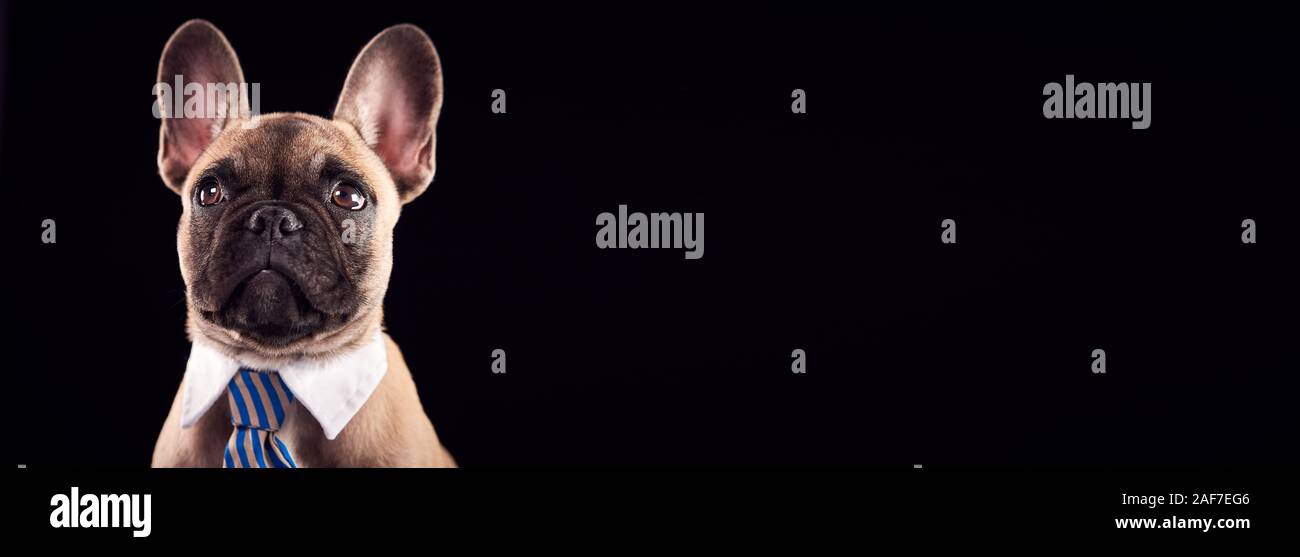 Studio Portrait Of French Bulldog Puppy Wearing Collar And Tie Against
