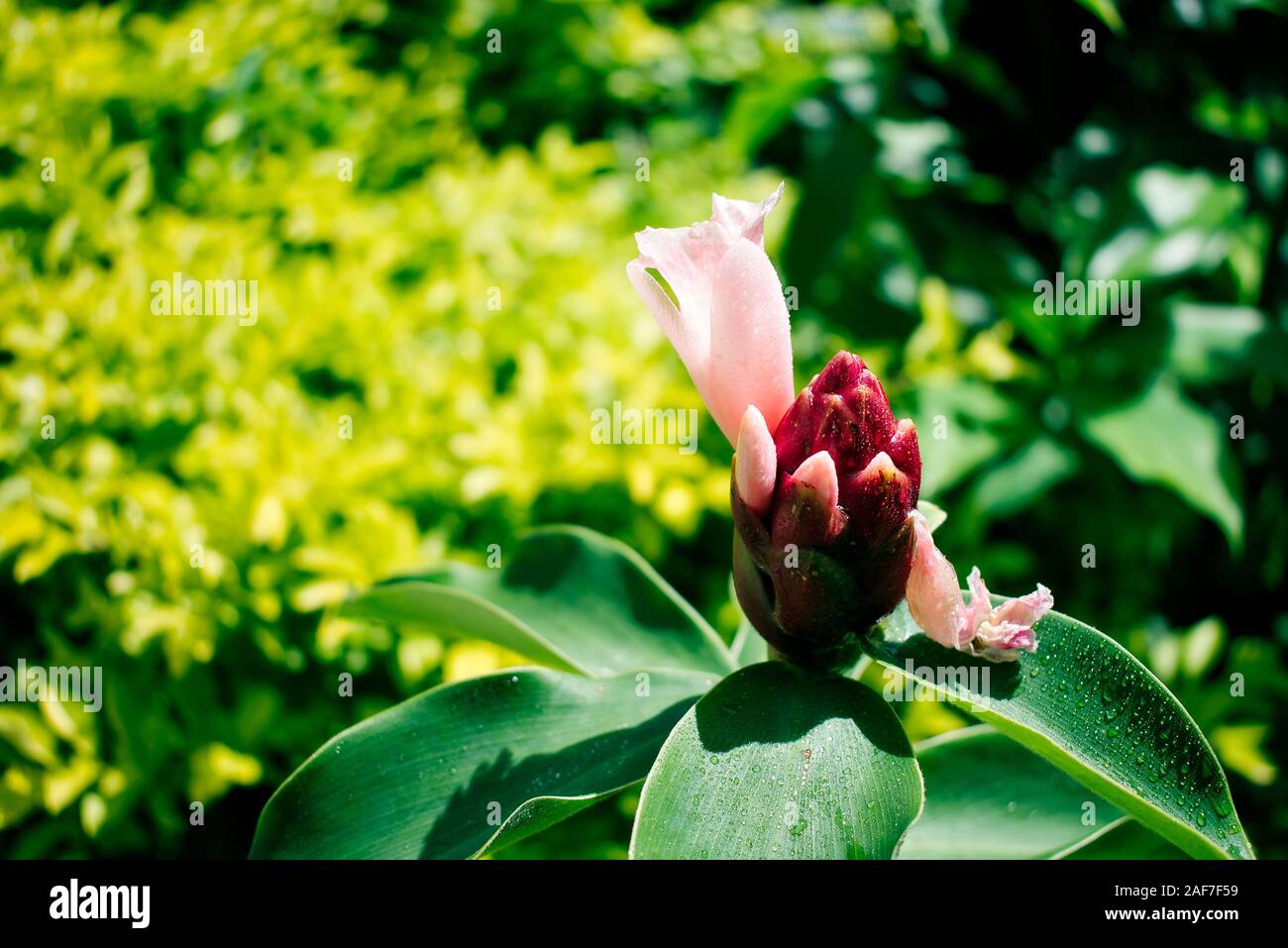 red cone ginger with a pink flower and dark green leaves in front of a tropical garden in Brazil Stock Photo