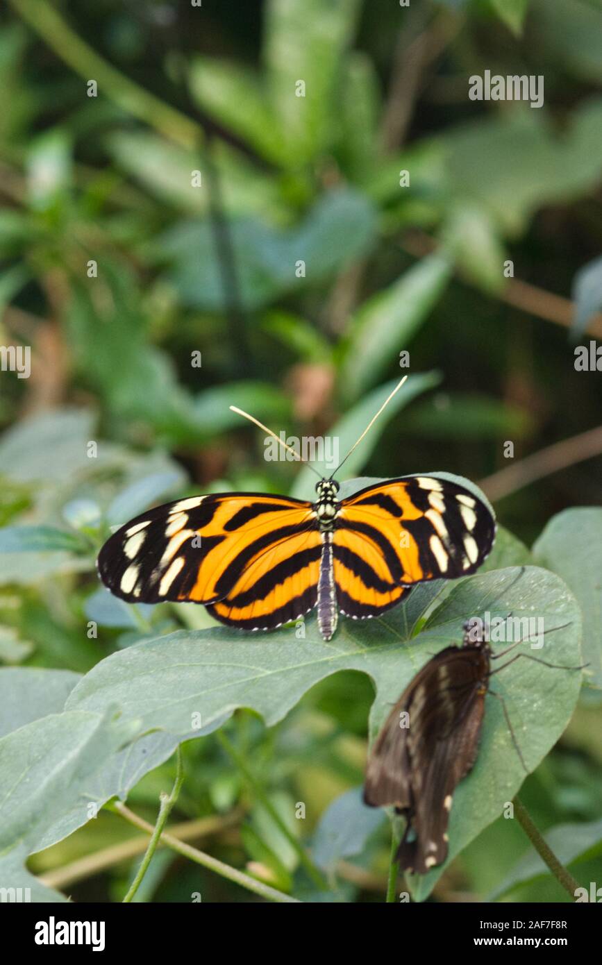 Tiger striped longwing butterfly Stock Photo