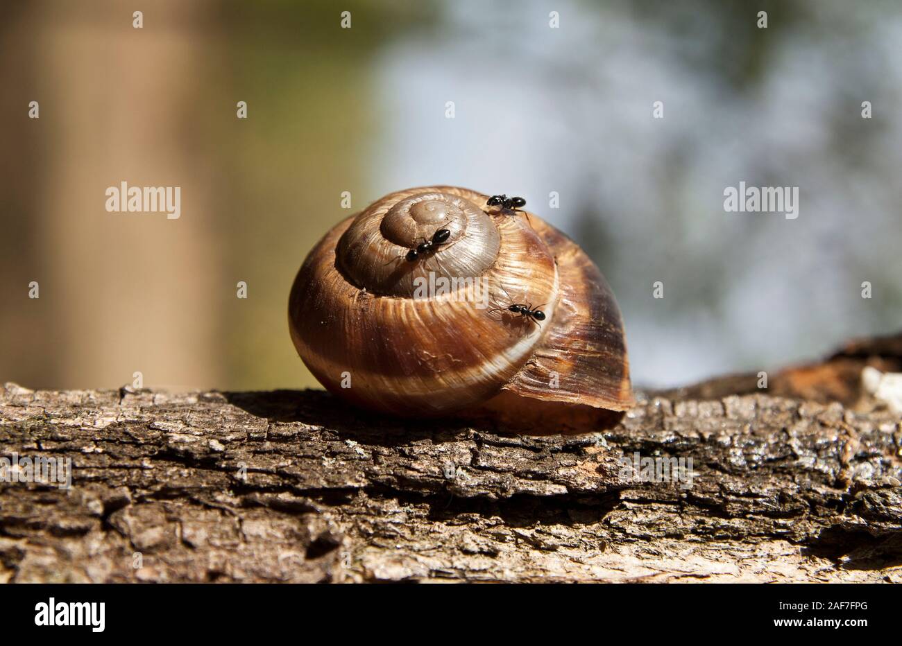 Snail shell attacked by ants in their natural environment, close up. Stock Photo