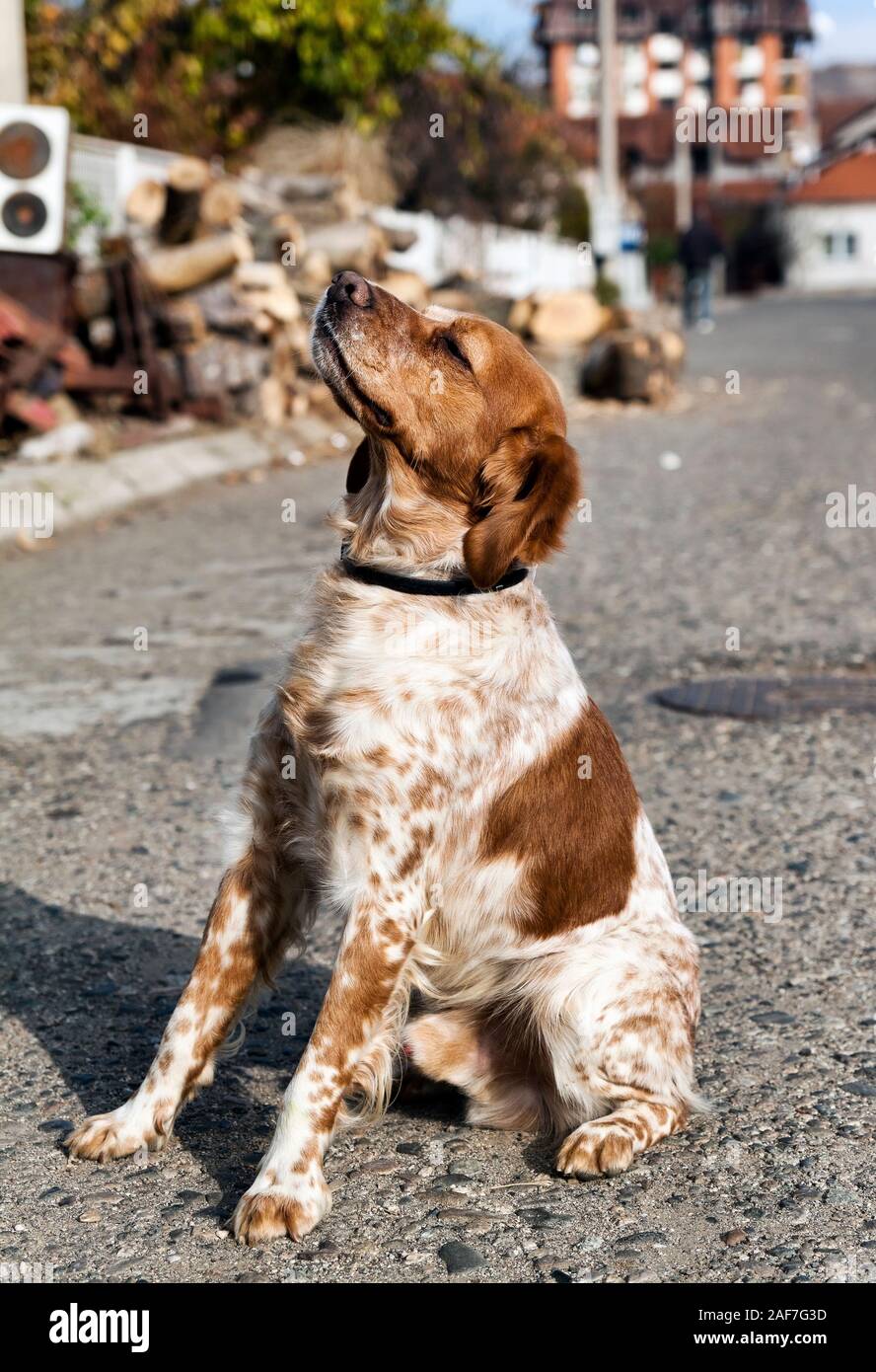 Beautiful portrait of one proud little Brittany Spaniel dog. Stock Photo