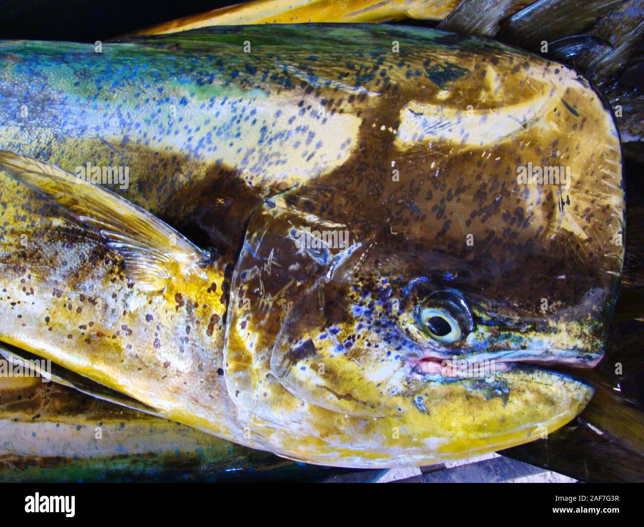 Juvenile Mahi Mahi Or Dorado Coryphaena Hippurus In A Fish Stall In Mindoro Island Philippines Stock Photo Alamy