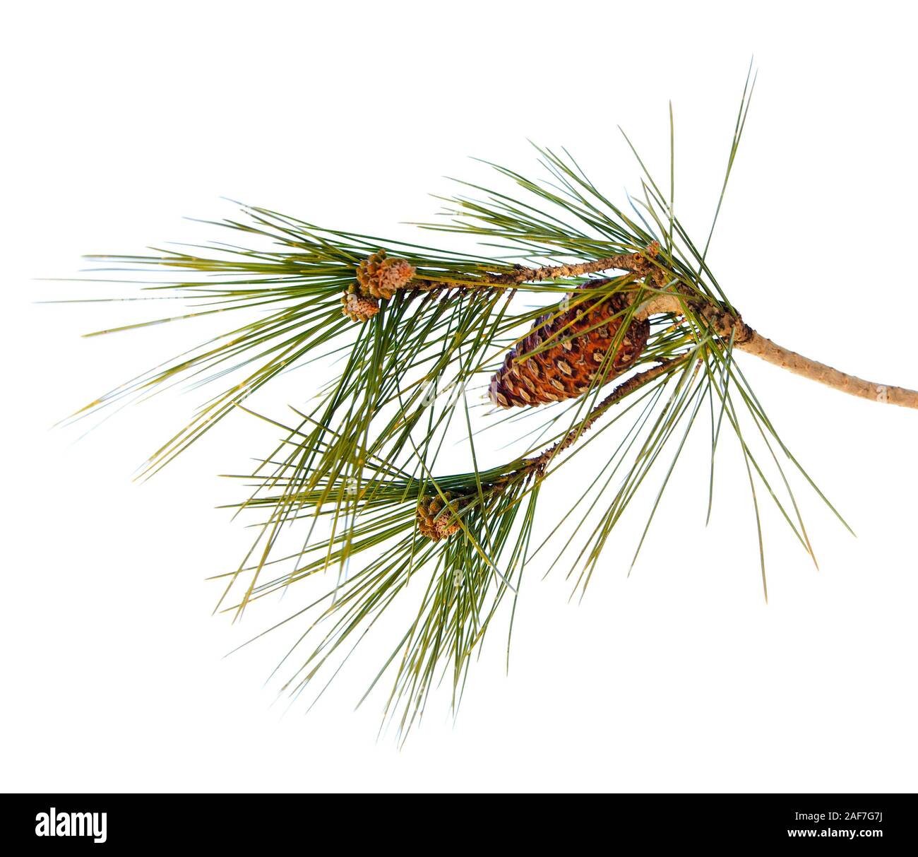 Pine branch with cone isolated on white background Stock Photo - Alamy