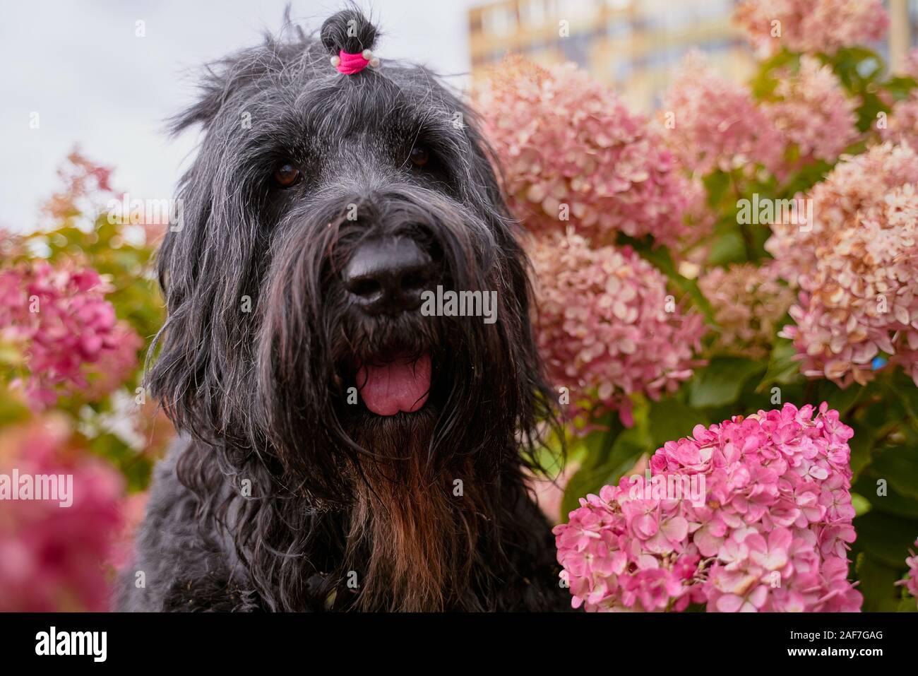 Postcard Terrier Zordan Black In Hydrangea Flowers Stock Photo Alamy