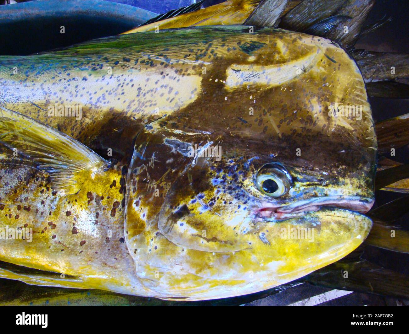 Juvenile Mahi Mahi Or Dorado Coryphaena Hippurus In A Fish Stall In Mindoro Island Philippines Stock Photo Alamy
