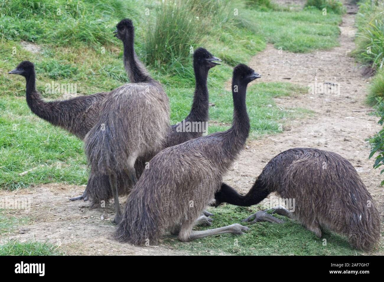 Dromaius novaehollandiae, emus in captivity Stock Photo