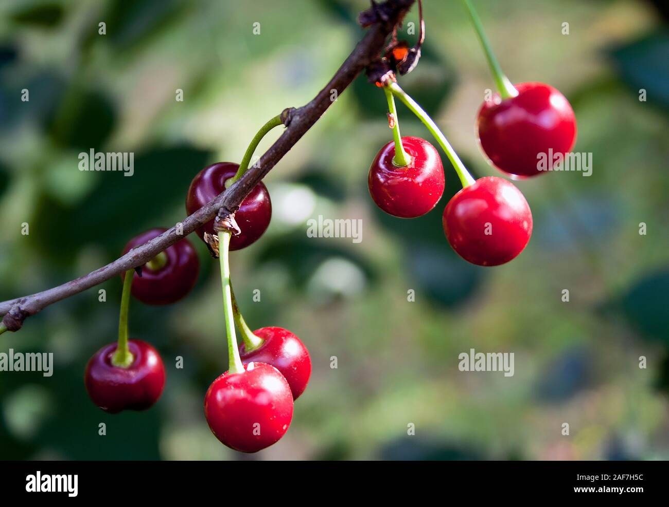 Ripe cherries hanging from a cherry tree branch before harvest in early summer, close up. Stock Photo