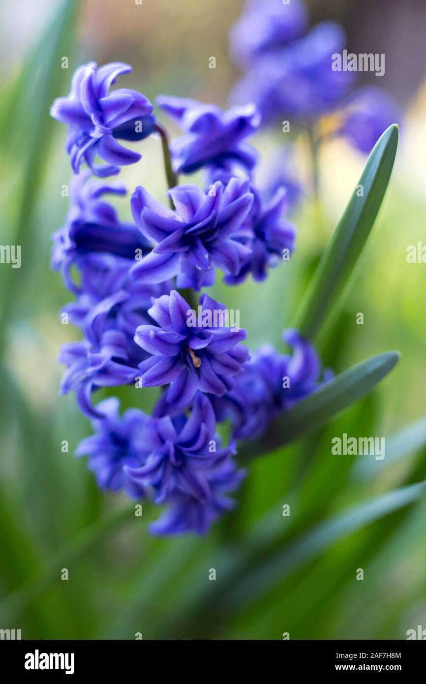Close up of Hyacinth flowers. Stock Photo