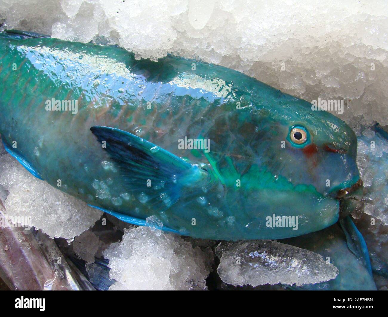 Freshly caught Parrotfish in a fish stall in Mindoro island, Philippines Stock Photo