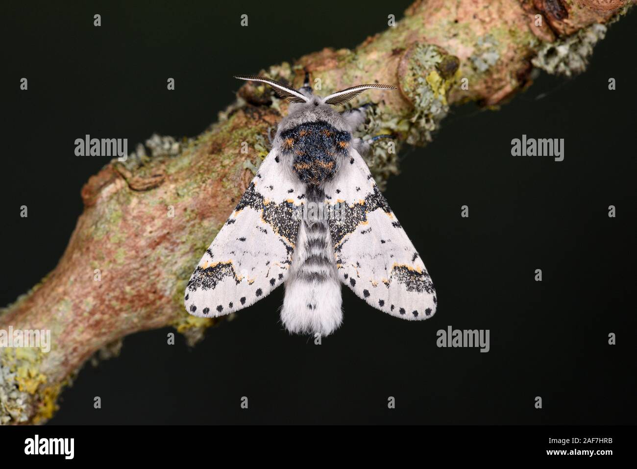 Alder Kitten Moth (Furcula bicuspis) male at rest on branch, Monmouth