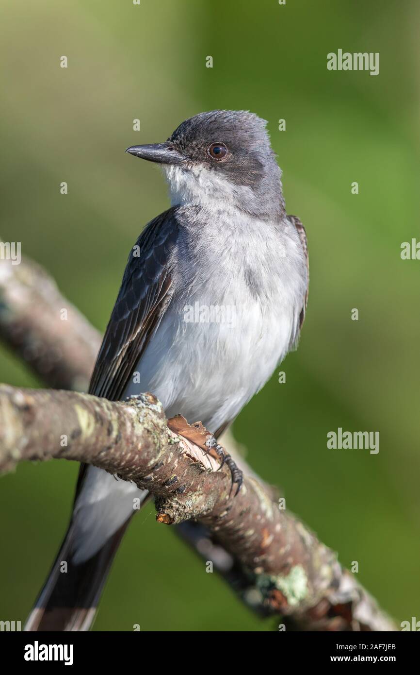 One adult kingbird hires stock photography and images Alamy