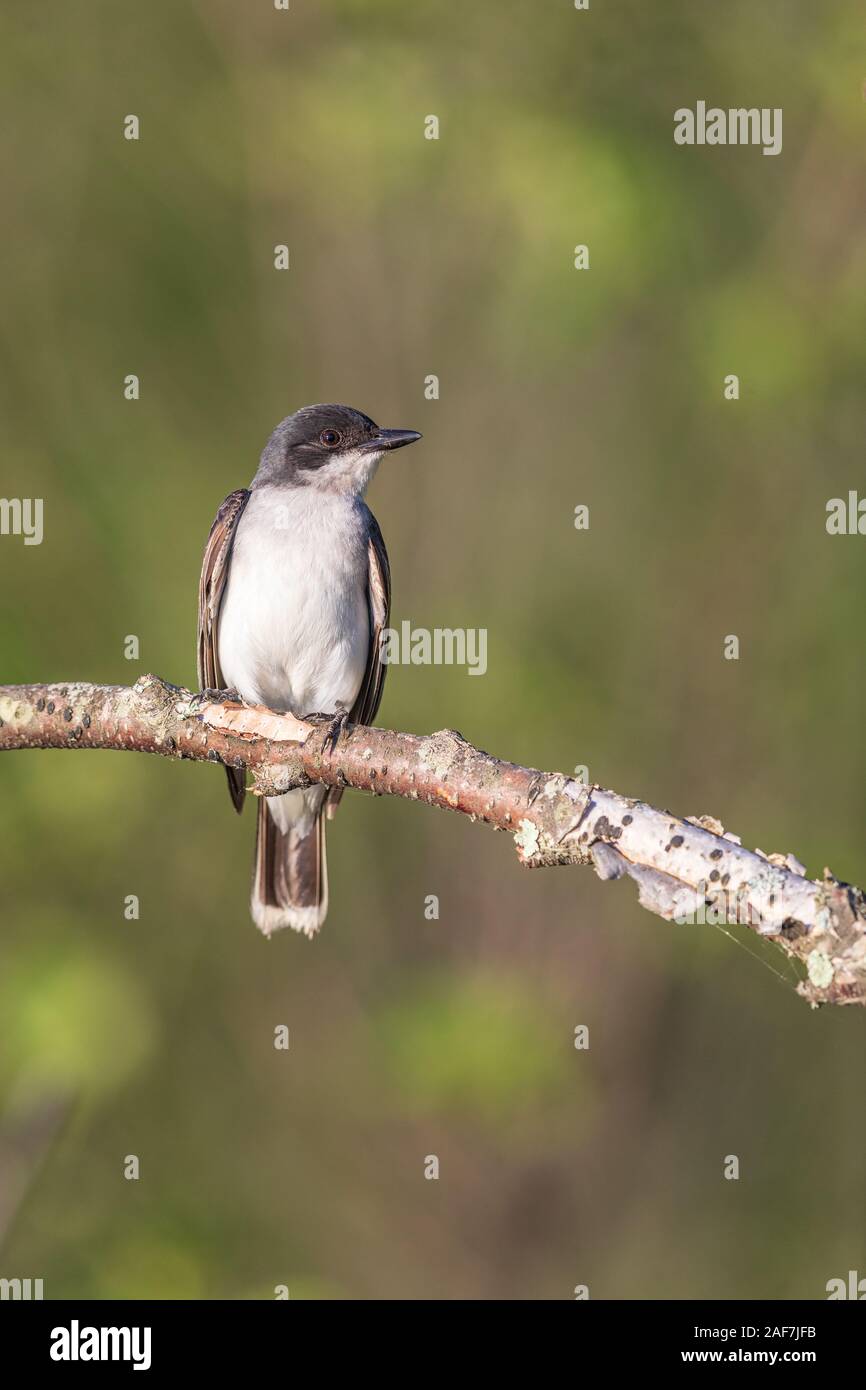 One adult kingbird hires stock photography and images Alamy