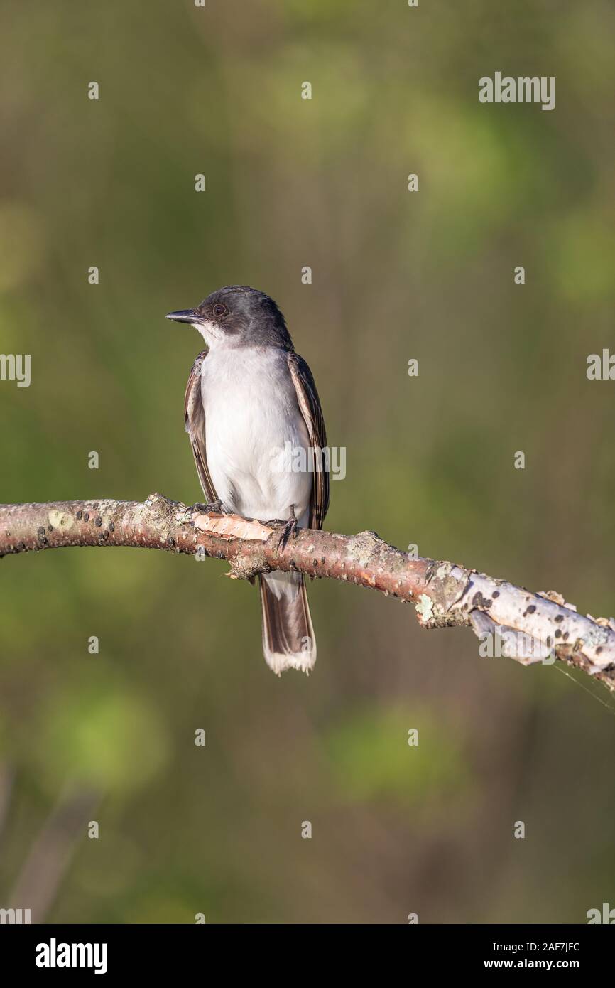 One adult kingbird hires stock photography and images Alamy