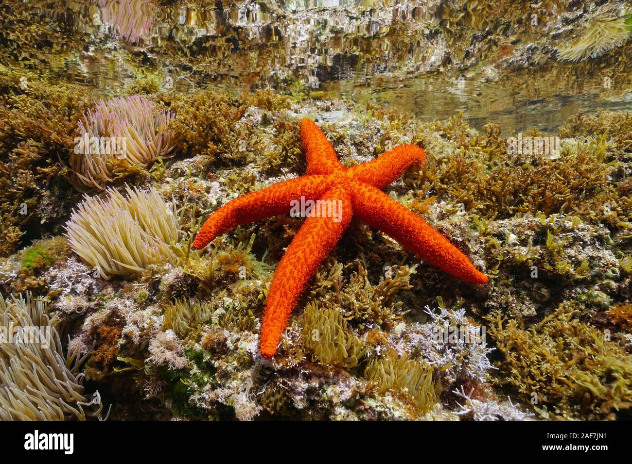 Close-up of a Mediterranean red sea star underwater, Echinaster sepositus, Mediterranean sea, France Stock Photo