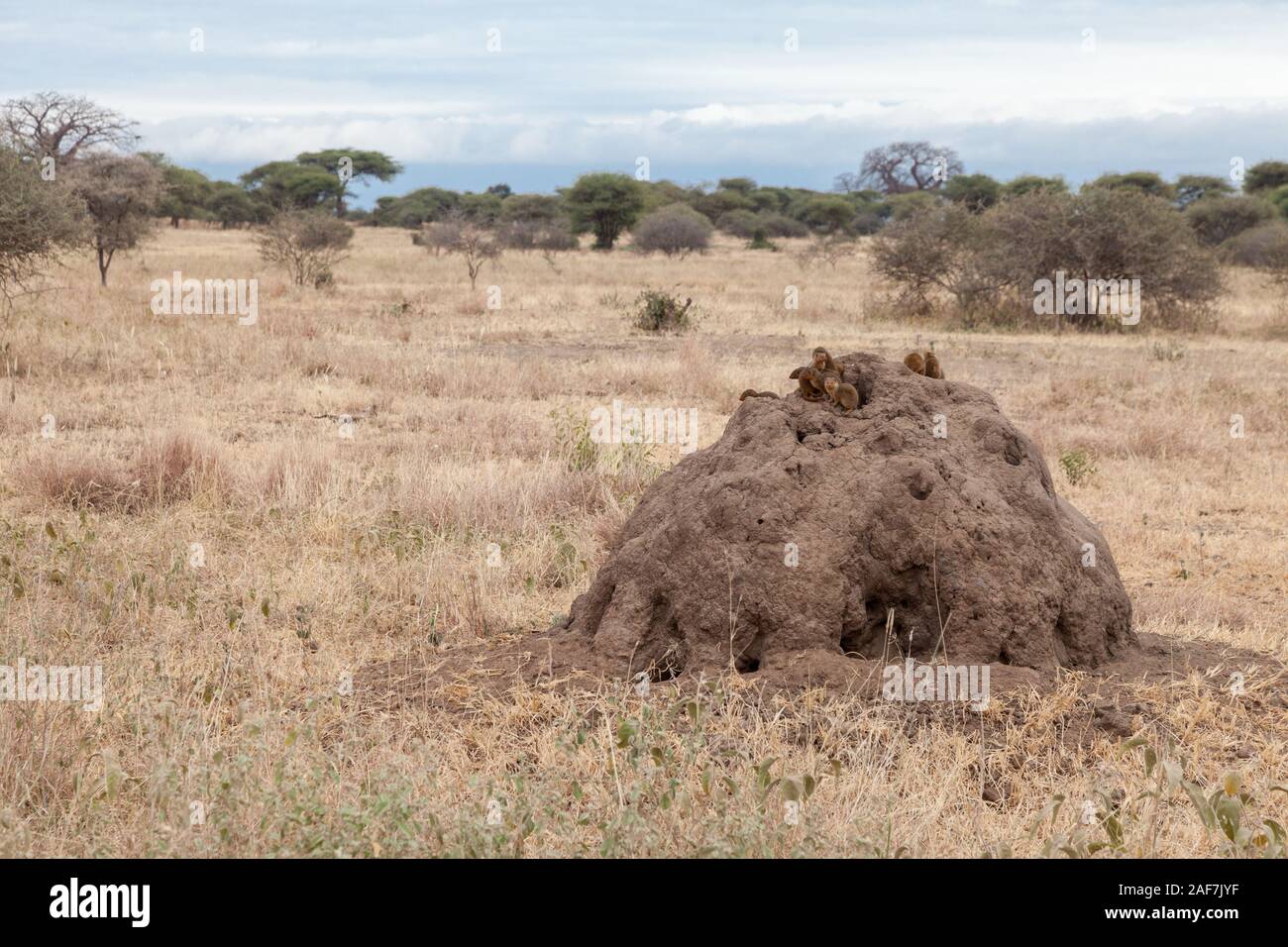 Tanzania. Tarangire National Park.  Common Dwarf Mongoose Atop Termite Mound. Stock Photo
