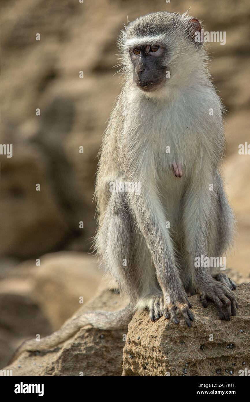 vervet monkey (Chlorocebus pygerythrus) eyeing things up. Stock Photo
