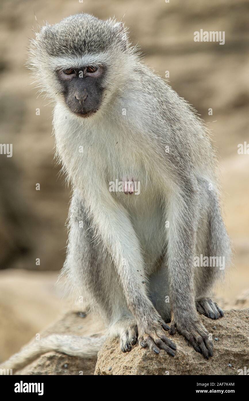 vervet monkey (Chlorocebus pygerythrus) eyeing things up. Stock Photo