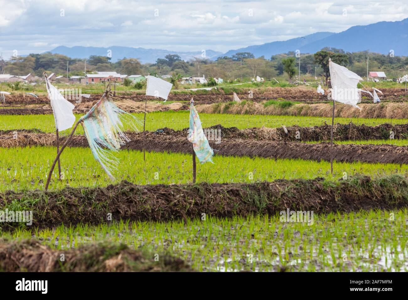 Tanzania, Mto wa Mbu.  Rice Paddies. Stock Photo