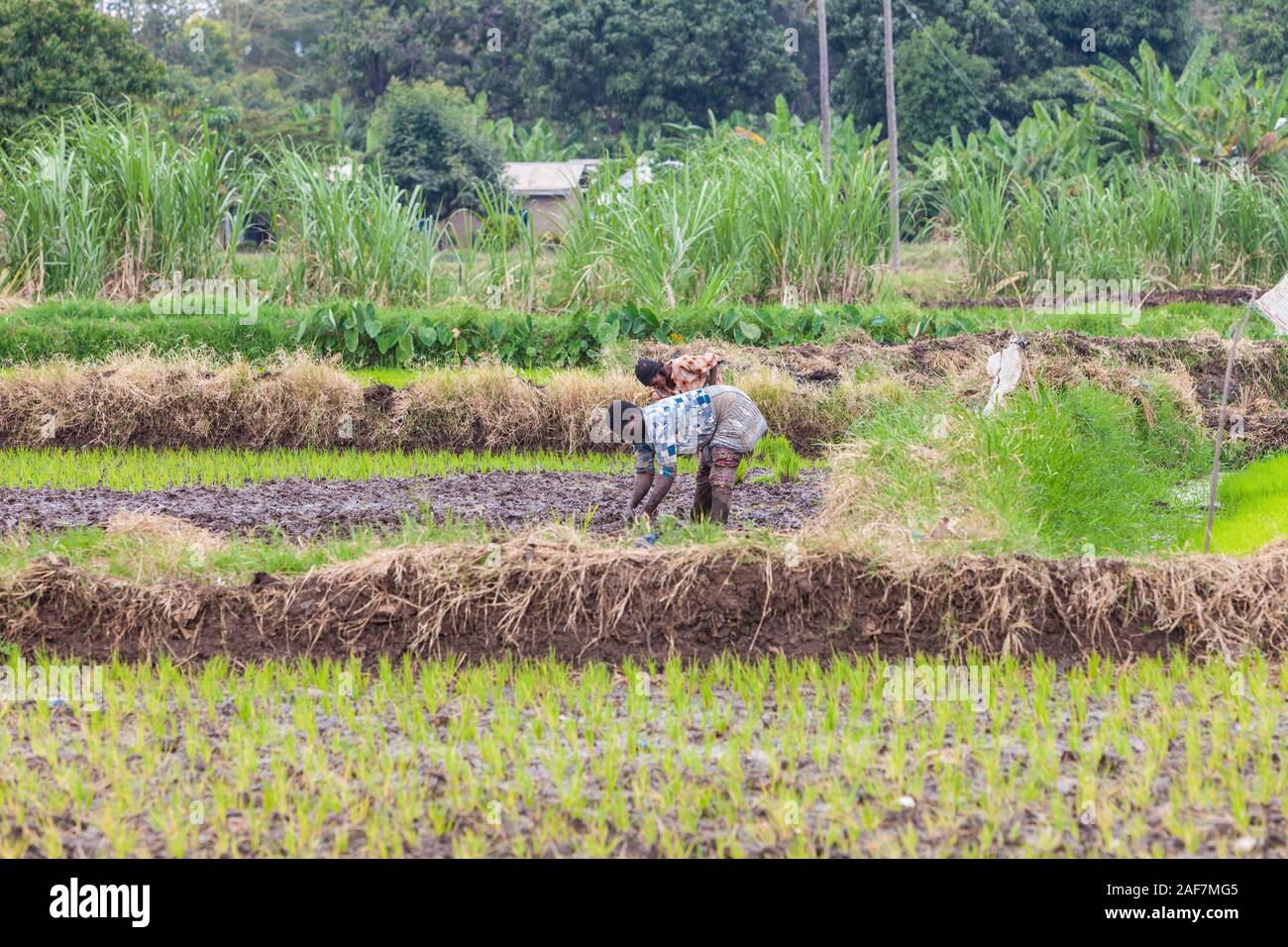 Tanzania, Mto wa Mbu.  Rice Paddies. Stock Photo