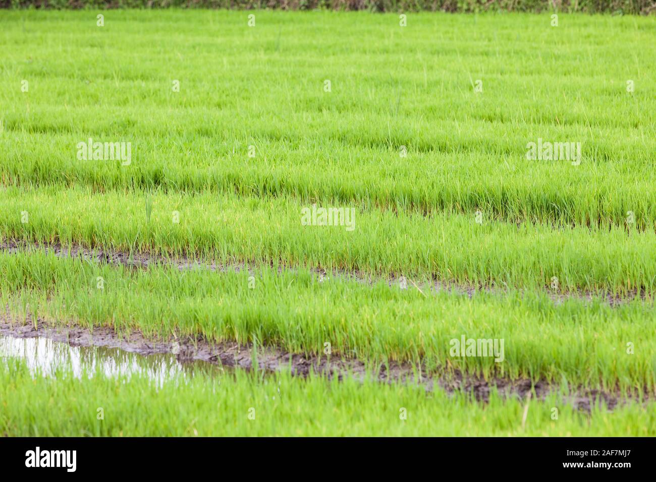 Tanzania, Mto wa Mbu.  Rice Paddies. Stock Photo