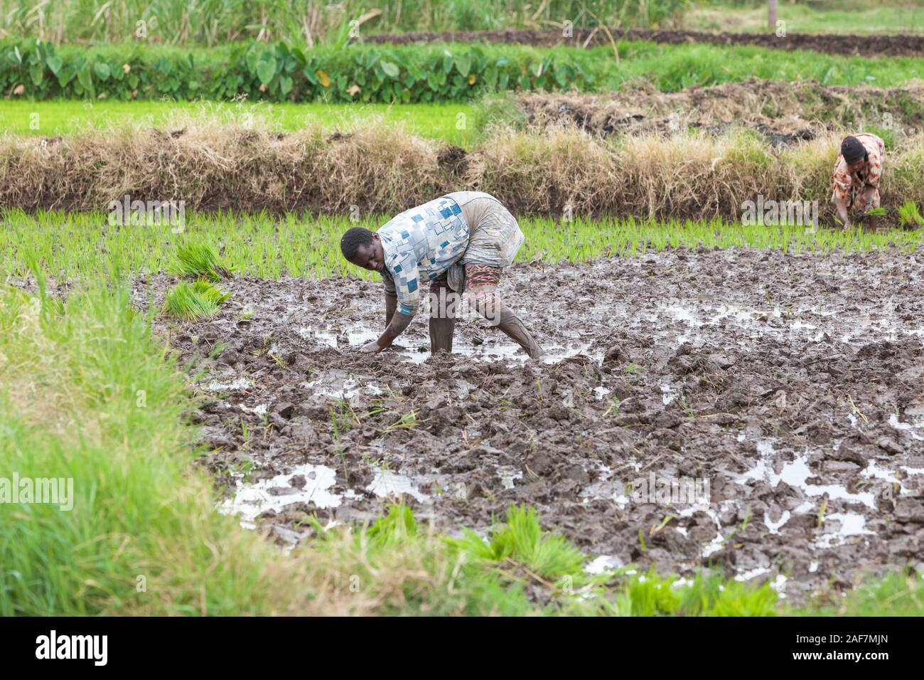 Tanzania, Mto wa Mbu.  Tanzanian Couple Working in Rice Paddy. Stock Photo