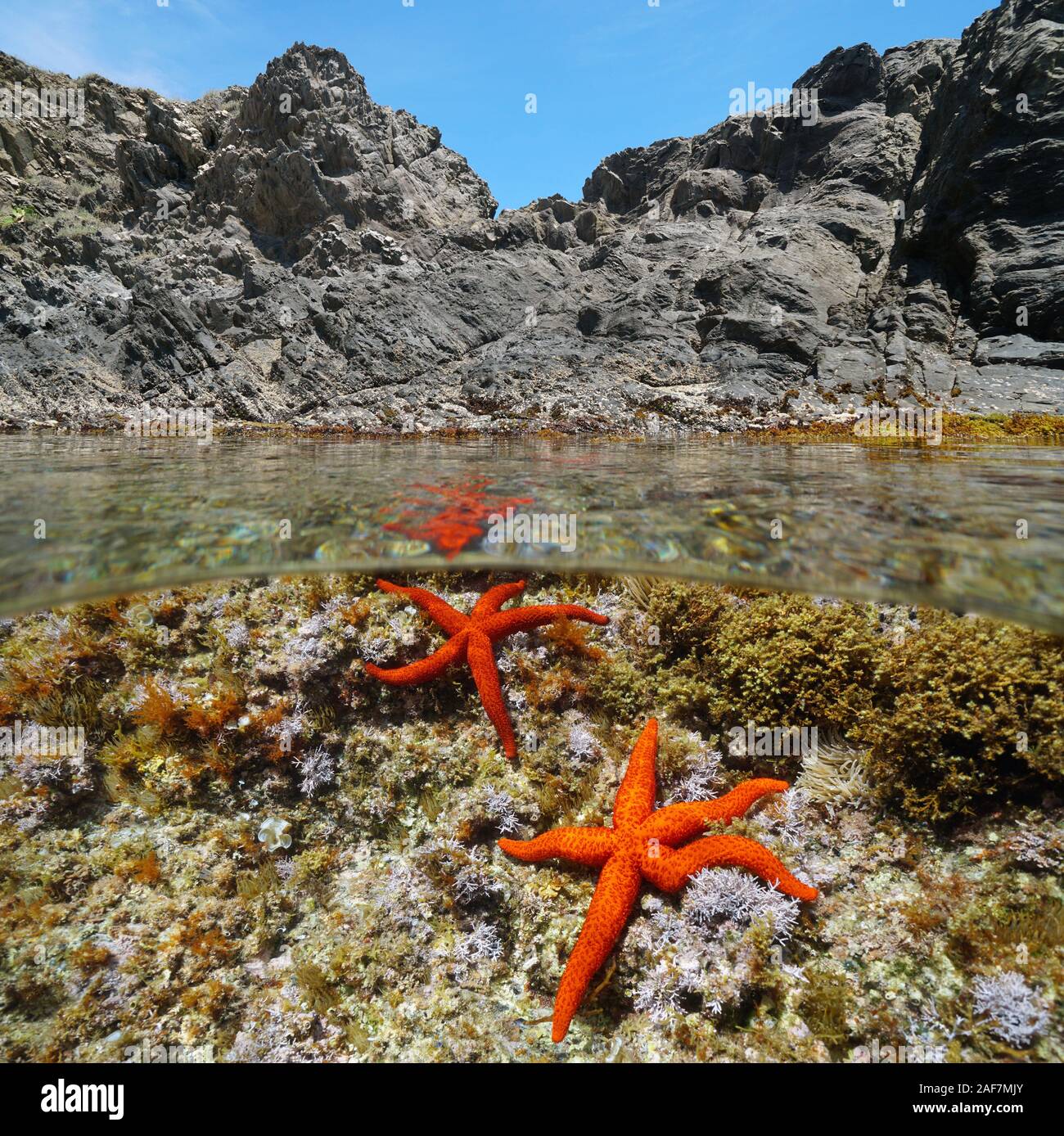 Two red sea stars, Echinaster sepositus, underwater near rocky shore, split view above and below water surface, Mediterranean sea, France Stock Photo