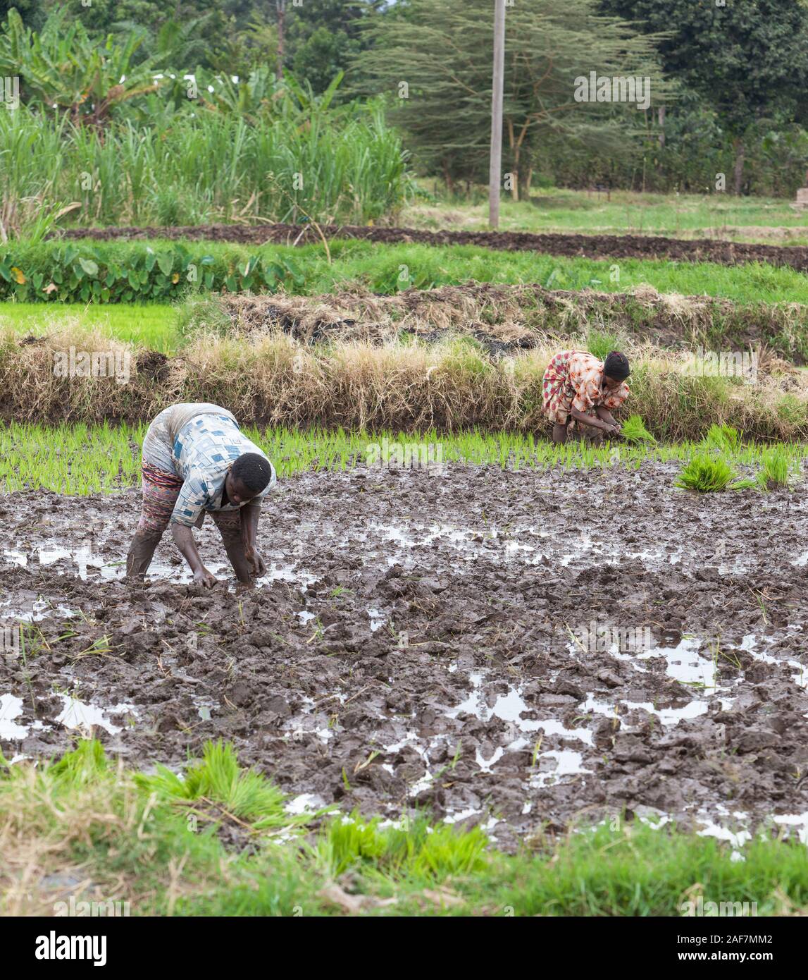 Tanzania, Mto wa Mbu.  Tanzanian Couple Working in Rice Paddy. Stock Photo