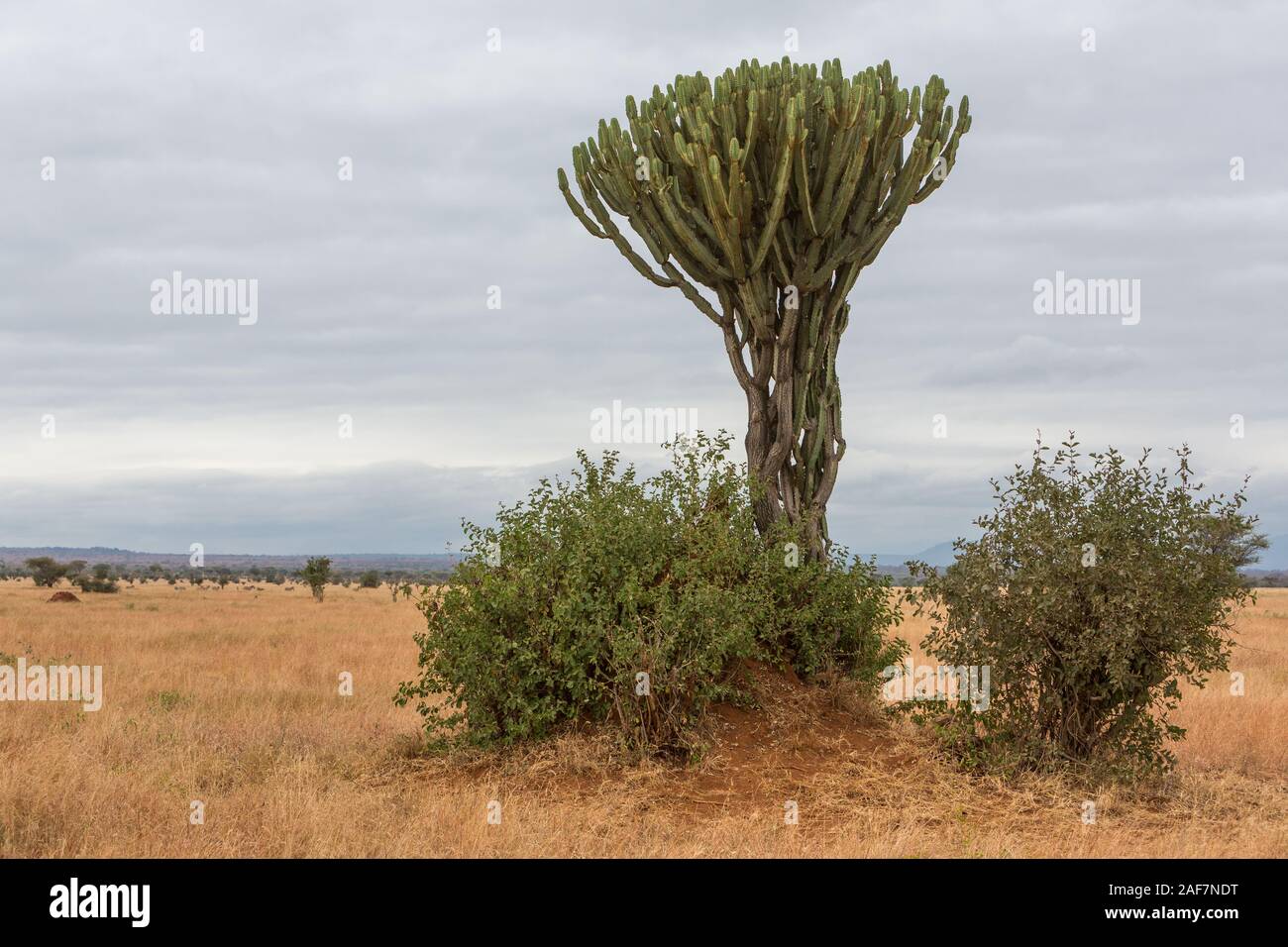 Candelabra tree hires stock photography and images Alamy