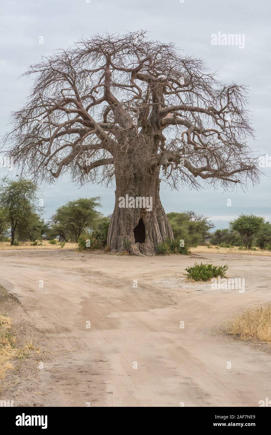 Tanzania. Tarangire National Park, Hollowed-out Baobab Tree (adansonia digitata). Stock Photo