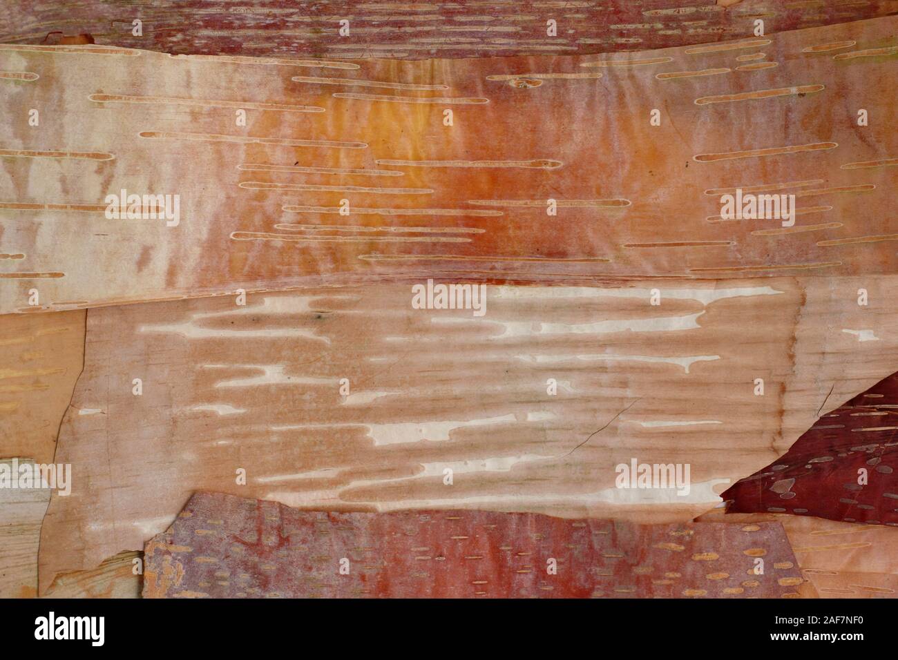 Betula. Montage of peeled birch barks demonstrating range of hues across cultivars. Pictured: Red Panda, Grayswood Hill, Nepalese Orange and Hergest. Stock Photo