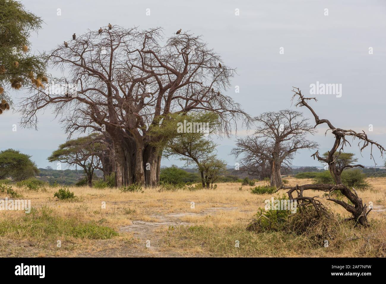 Tanzania. Tarangire National Park, Vultures Resting in Top of a Baobab Tree (adansonia digitata). Stock Photo