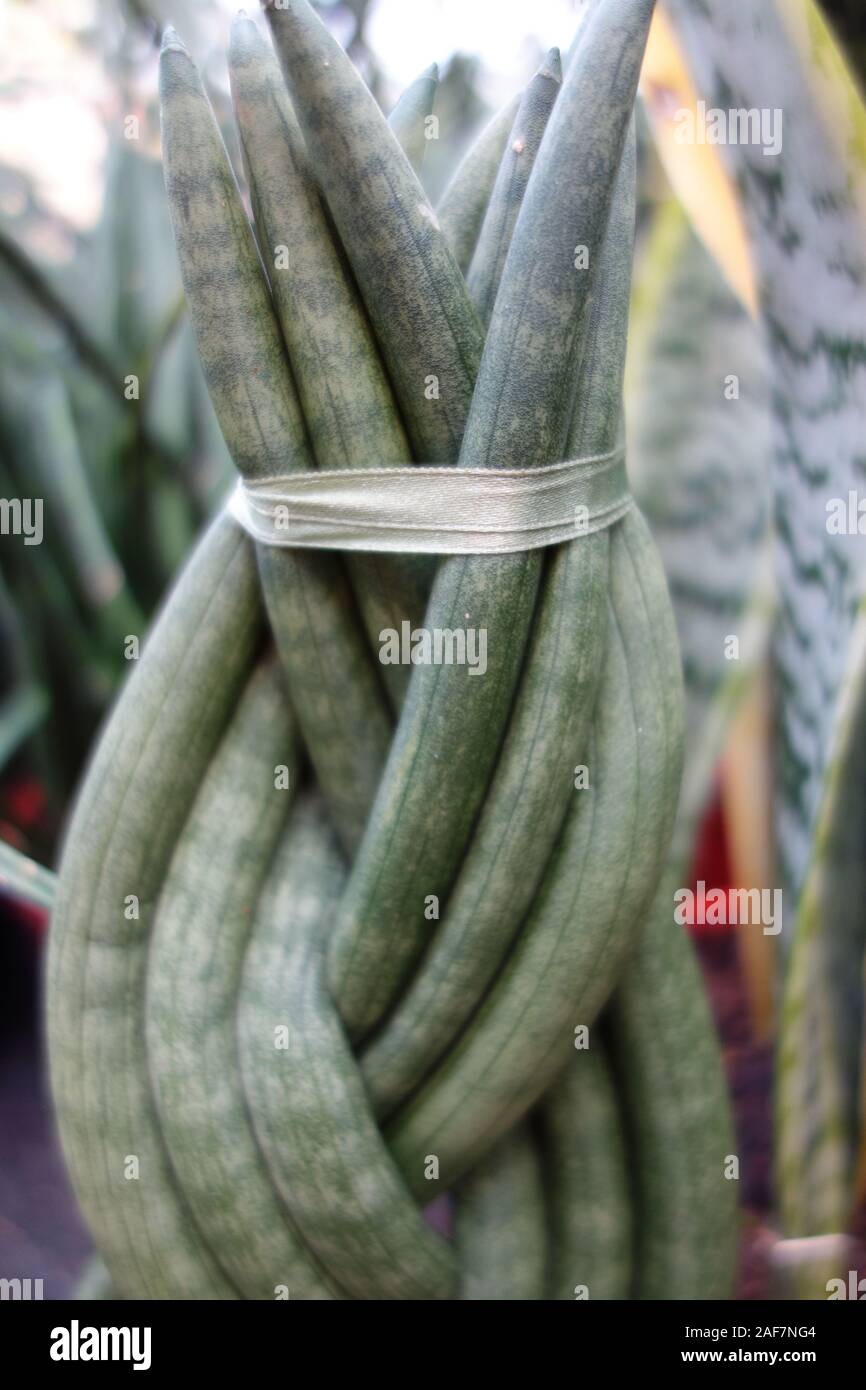 Macro of the plant sansevieria stuckyi with long high leaves and  intertwined Stock Photo - Alamy