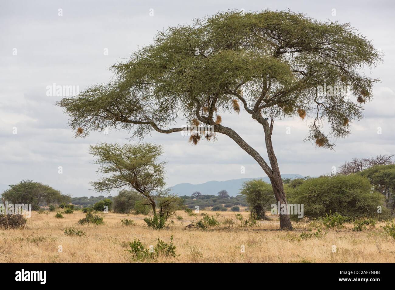 Tanzania. Tarangire National Park Scenery, Acacia Tree with Birds' Nests. Stock Photo