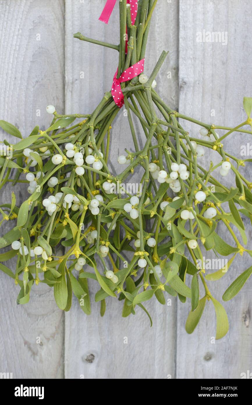 Viscum album. A bunch of mistletoe with berries hanging on wood fence in December. UK Stock Photo