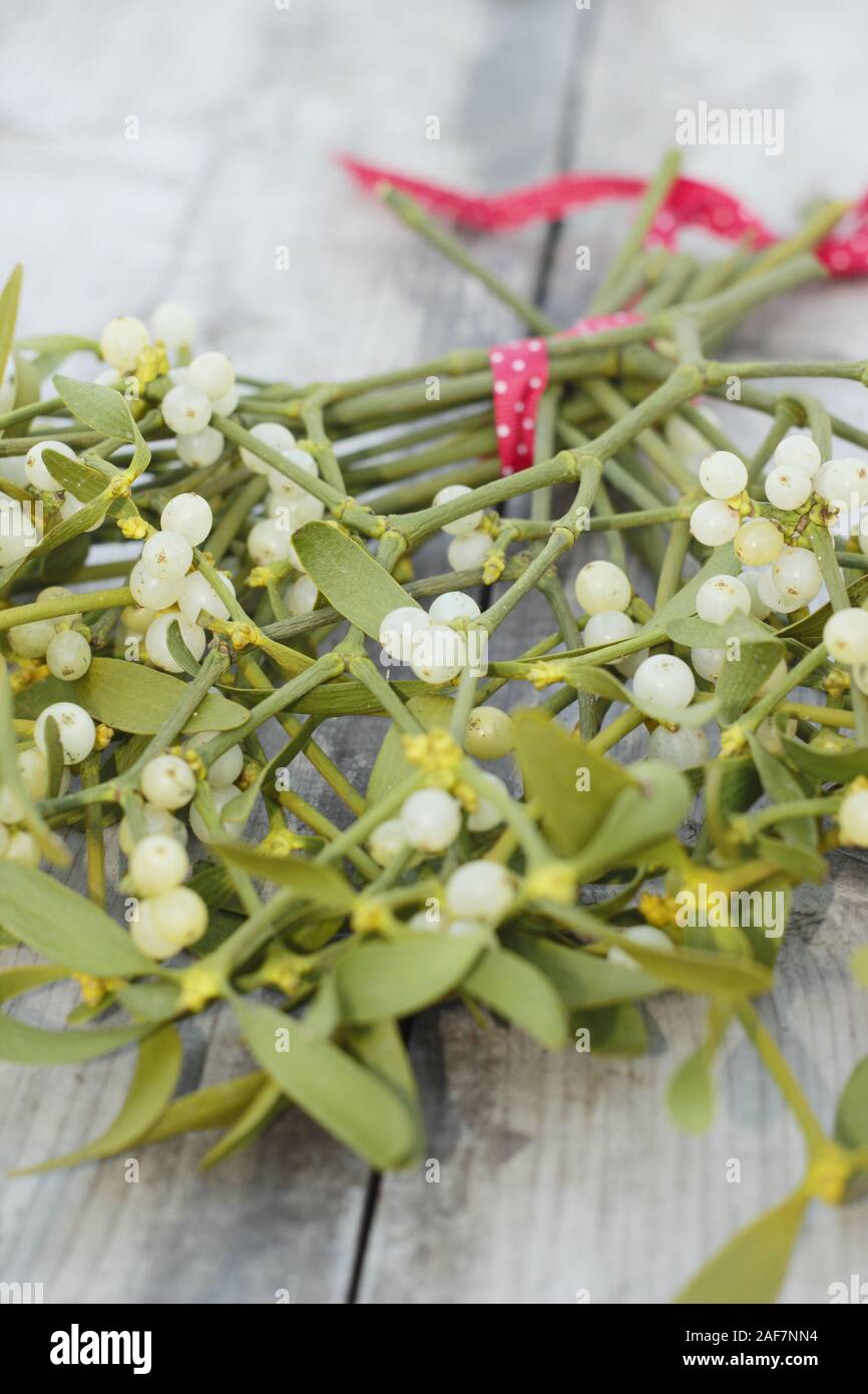 Viscum album. Sprigs of mistletoe with berries tied with a festive ribbon, ready for hanging. UK Stock Photo