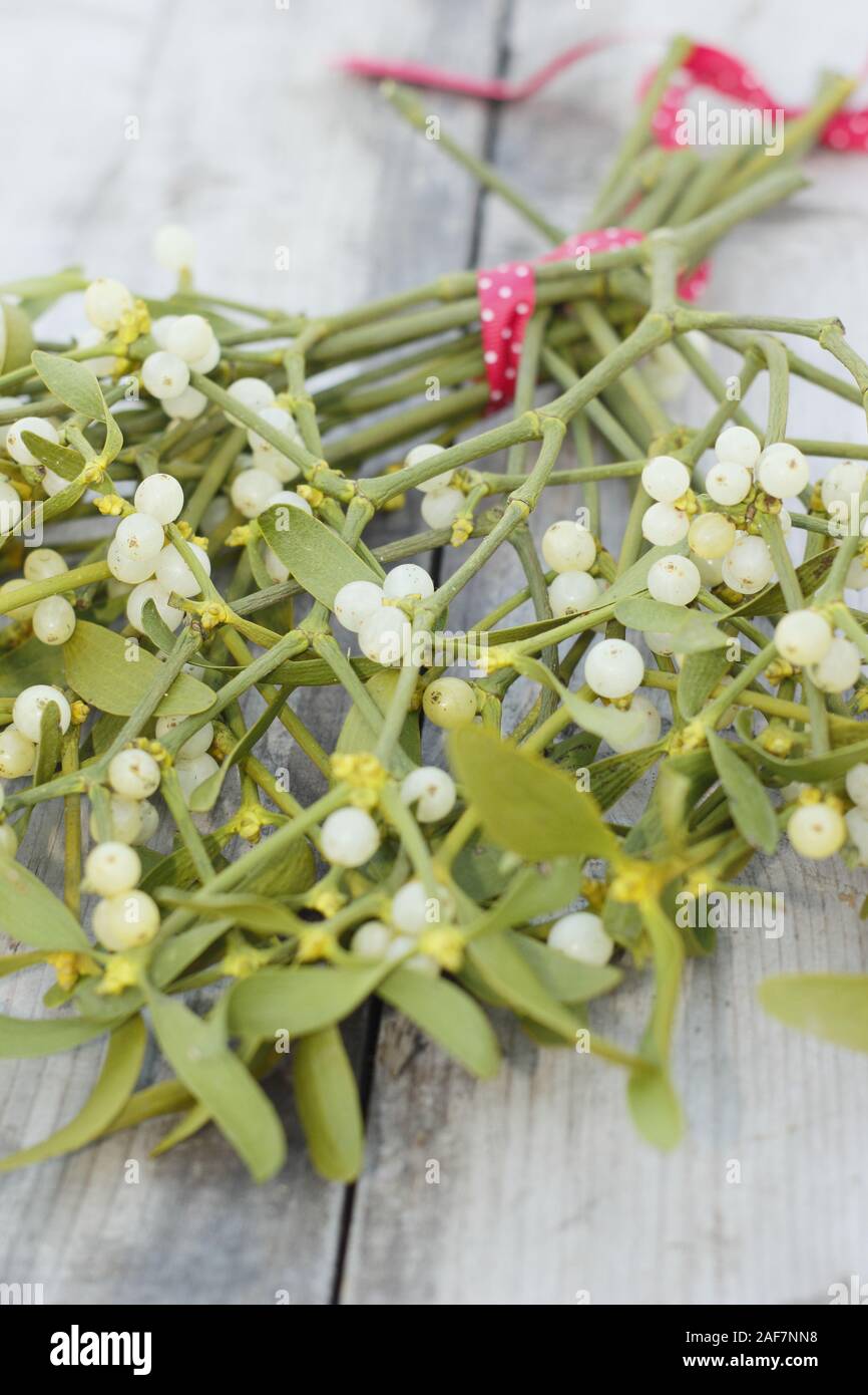 Viscum album. Sprigs of mistletoe with berries tied with a festive ribbon, ready for hanging. UK Stock Photo