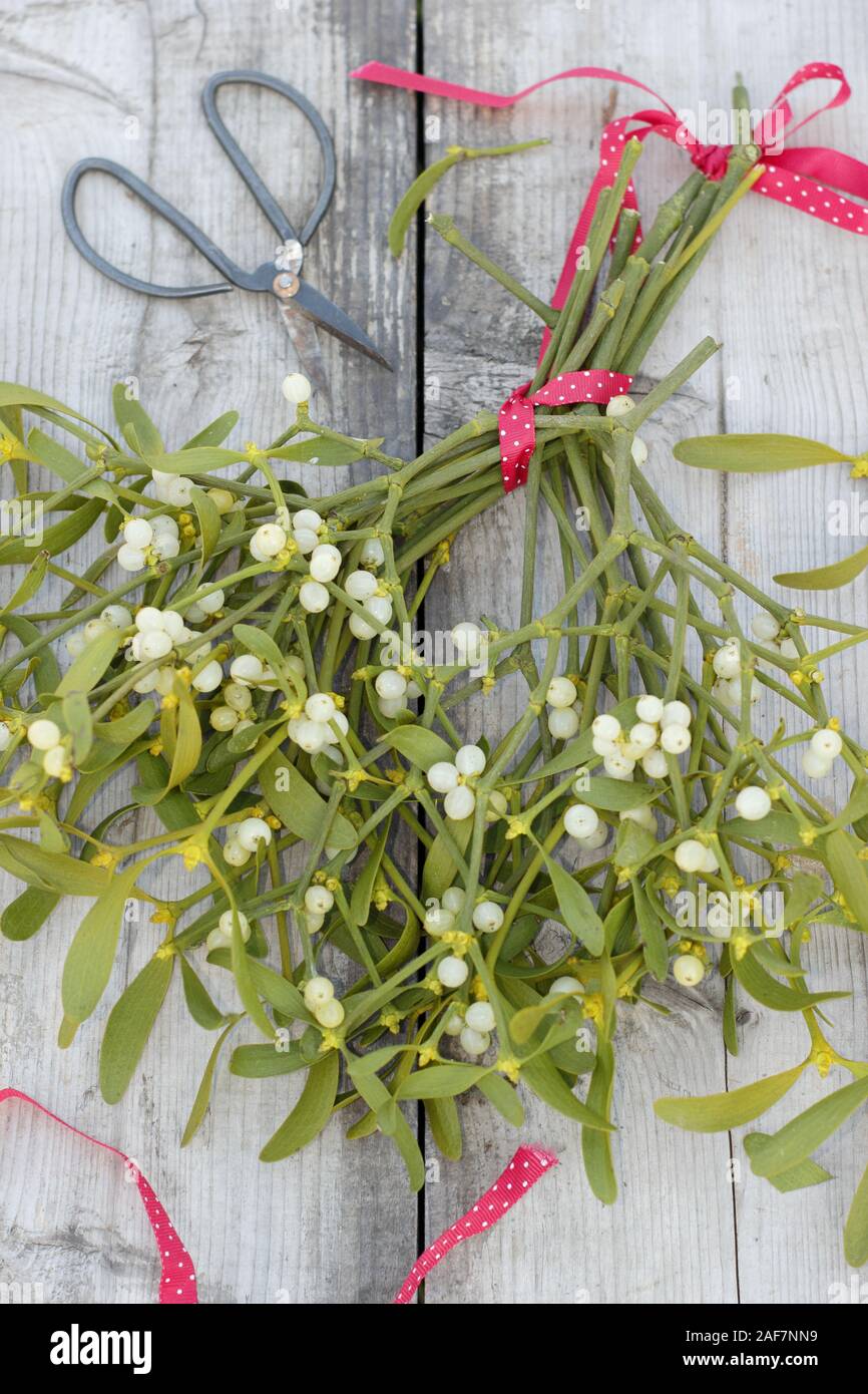 Viscum album. Creating a Christmas bouquet from mistletoe with berries in December. UK Stock Photo